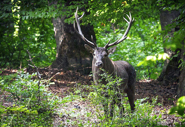 جنگل های هیرکانی