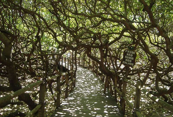 درخت برزیلی