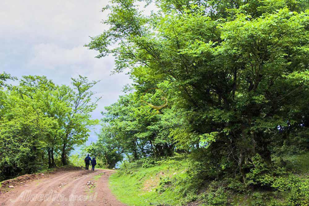 جنگل نقله‌بر رودبار