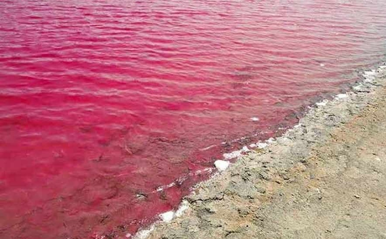 درخت لور و دریاچه صورتی