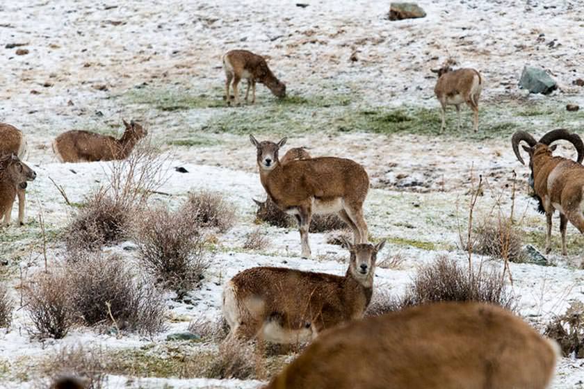 منطقه حفاظت شده ورجین