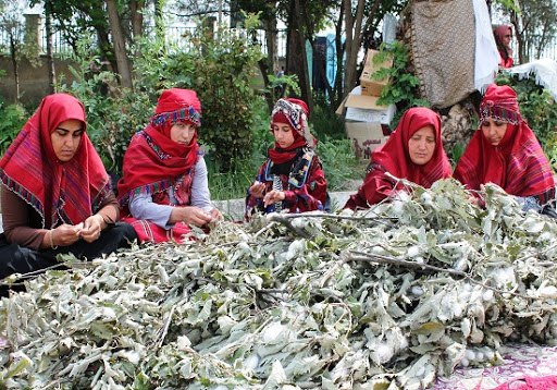 نوغان‌داری